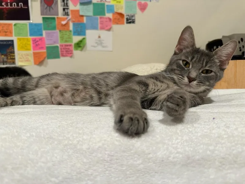 A baby medium-sized female Domestic Short Hair cat named Boricua for adoption in Pomona, NY