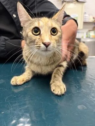 An adult medium-sized female Domestic Short Hair cat named Melody for adoption in Gastonia, NC