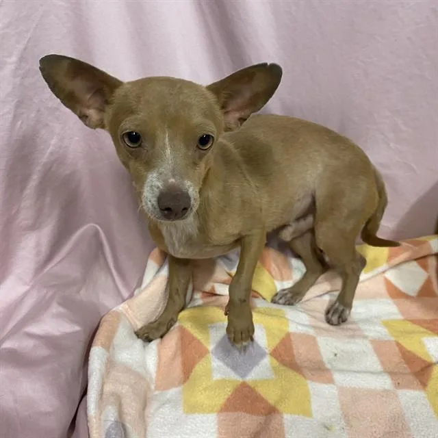 An adult small-sized male Chihuahua dog named A for adoption in Modesto, CA