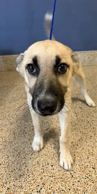 A baby small-sized female German Shepherd Dog dog named Glow for adoption in Miami, FL