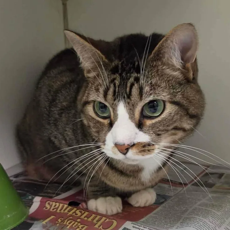 An adult medium-sized male Gray / Blue / Silver Domestic Short Hair cat named Alex for adoption in Huntsville, AL