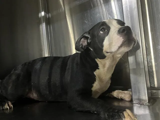 A baby large-sized female Mixed Breed dog named Eloise for adoption in Dallas, TX