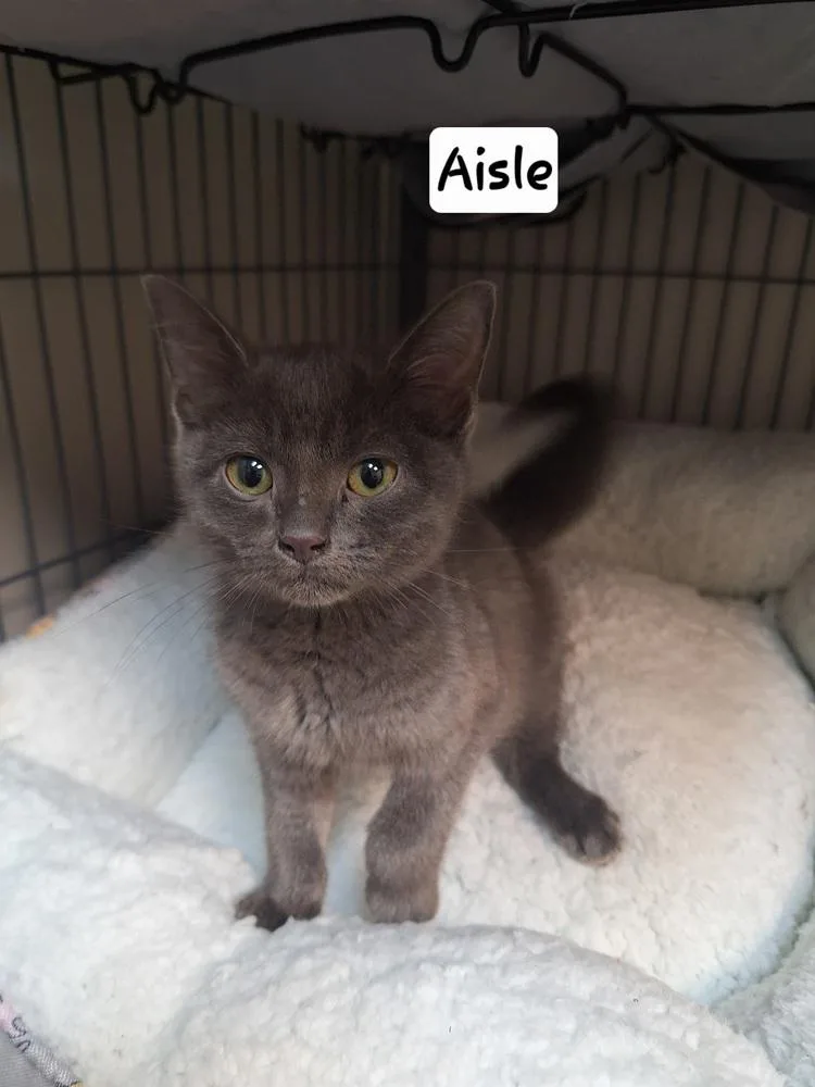 A baby medium-sized female Gray / Blue / Silver Domestic Short Hair cat named Aisle for adoption in Clinton Township, MI
