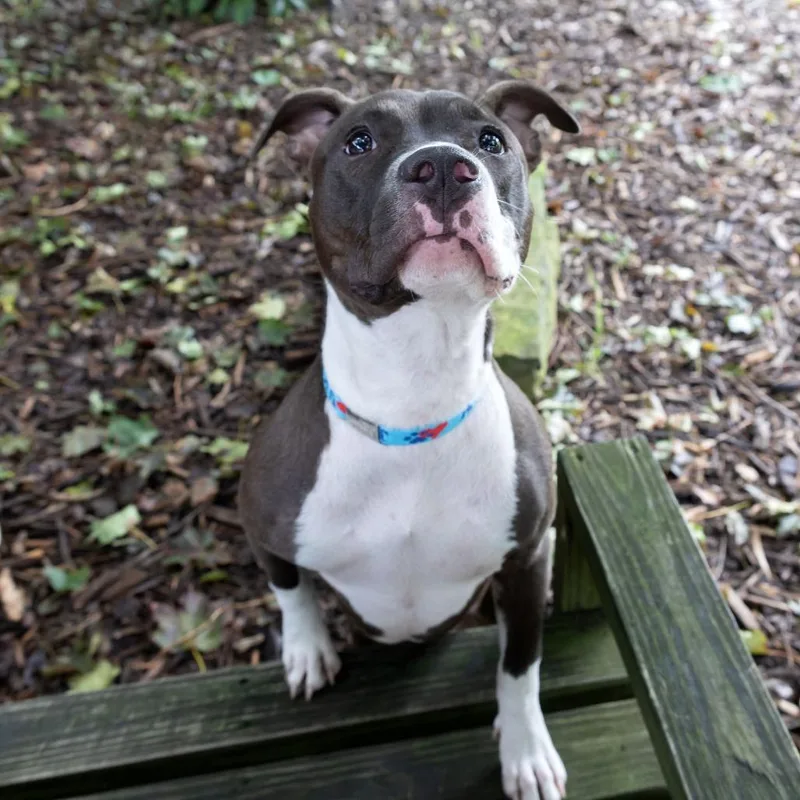 A baby medium-sized female Pit Bull Terrier dog named Miss Jolene for adoption in McKean, PA