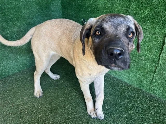 A young large-sized female Mastiff dog named Sissy for adoption in Lancaster, CA