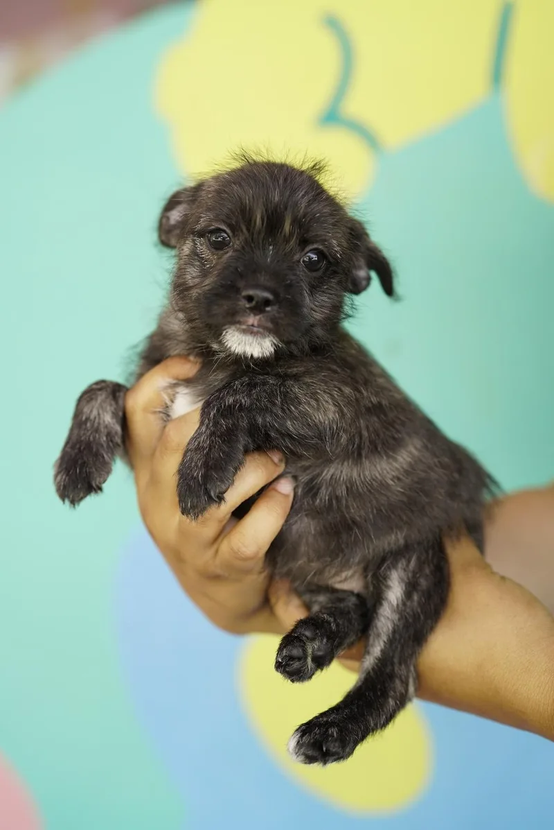 A baby small-sized female French Bulldog dog named Volley for adoption in Pasadena, CA