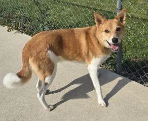 An adult medium-sized male Terrier dog named Lucky for adoption in Bucyrus, OH
