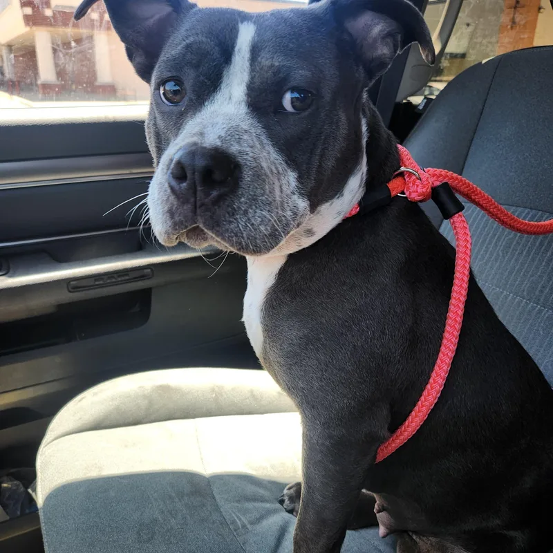 A young medium-sized female Gray / Blue / Silver Pit Bull Terrier dog named Poppi for adoption in ROWLETT, TX