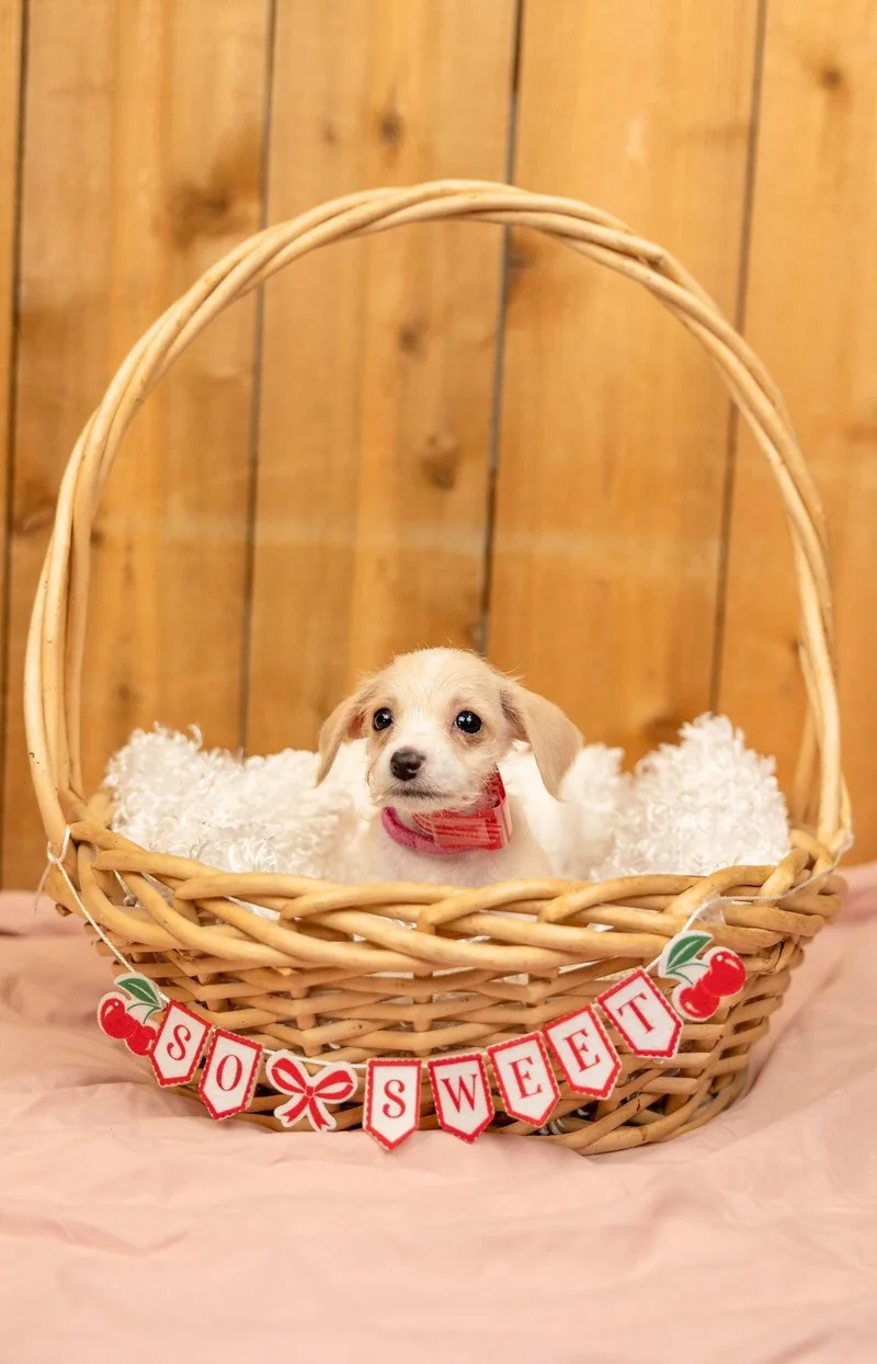A baby small-sized female Terrier dog named 570-26 for adoption in Brighton, CO