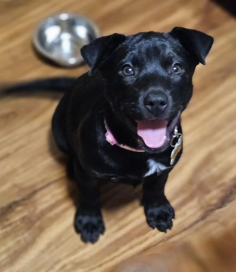 A baby medium-sized female Tricolor (Brown, Black, & White) Mixed Breed dog named Regina for adoption in Waunakee, WI