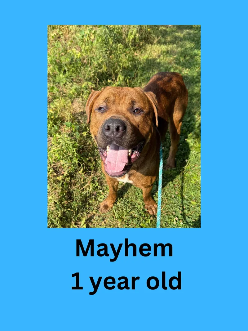 An adult extra large-sized male Brindle Rottweiler dog named Mayhem for adoption in Ravenna, OH