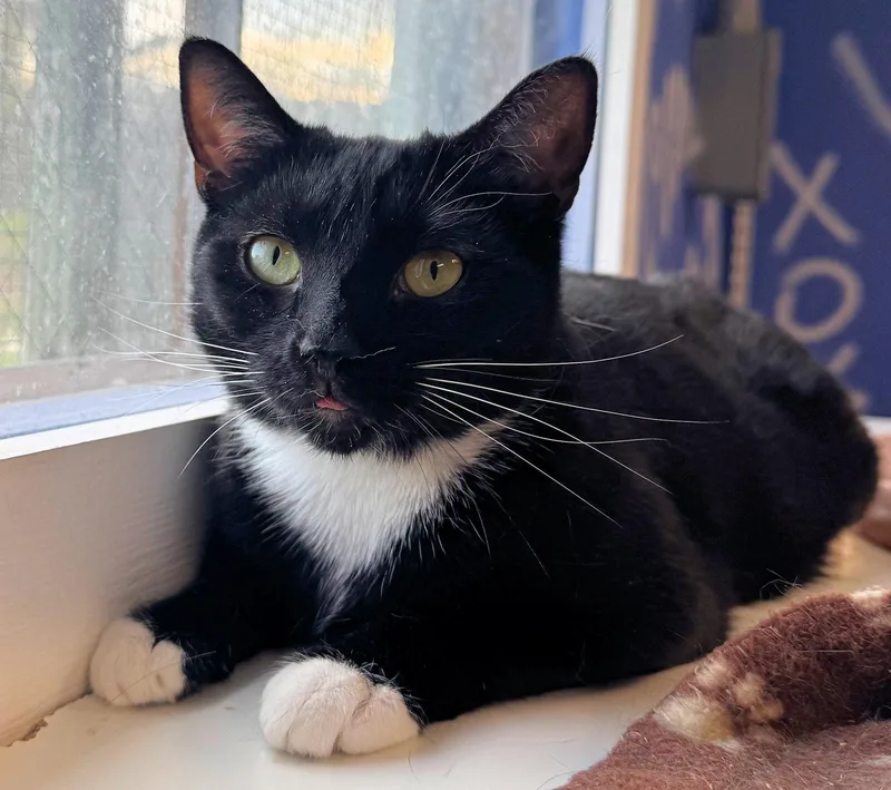 An adult medium-sized female Black & White / Tuxedo Domestic Short Hair cat named Mystic for adoption in Cincinnati, OH
