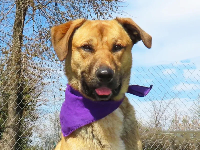 A young medium-sized male Golden Retriever dog named Keanu C for adoption in Rogers, AR