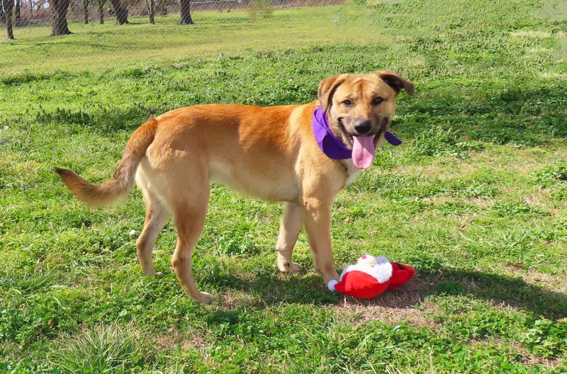 Keanu  C thumbnail 5