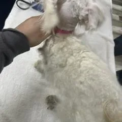 An adult small-sized female White / Cream Maltese dog named Genta for adoption in Tulsa, OK