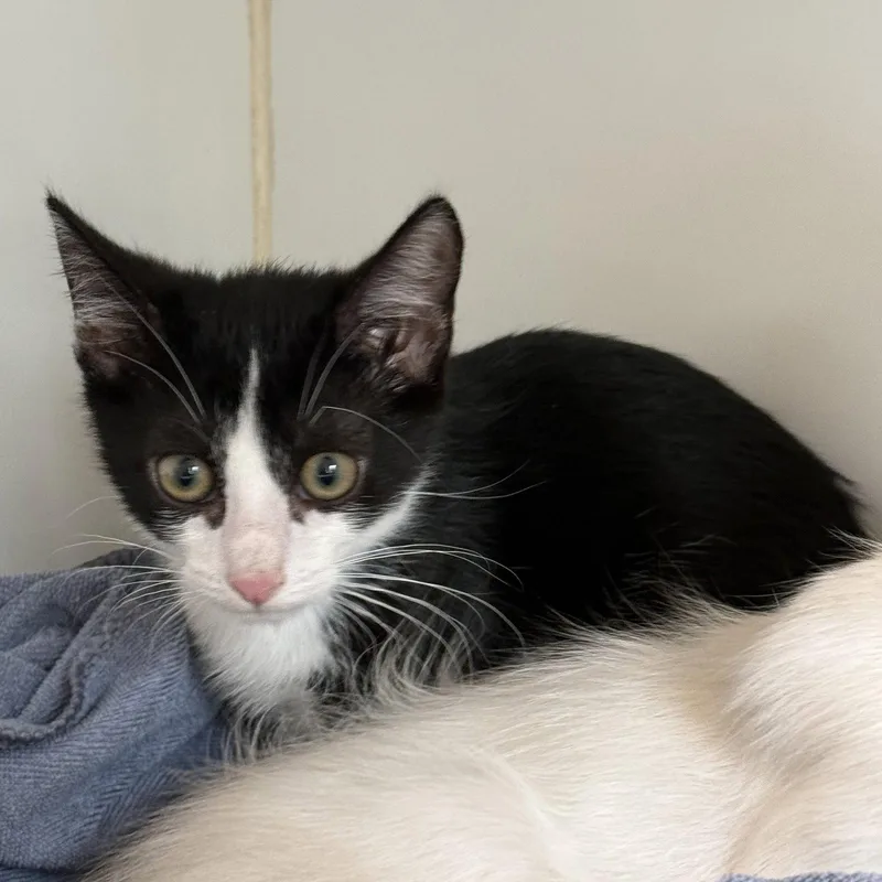 A baby small-sized male Black Domestic Short Hair cat named Flower for adoption in Oakland, CA