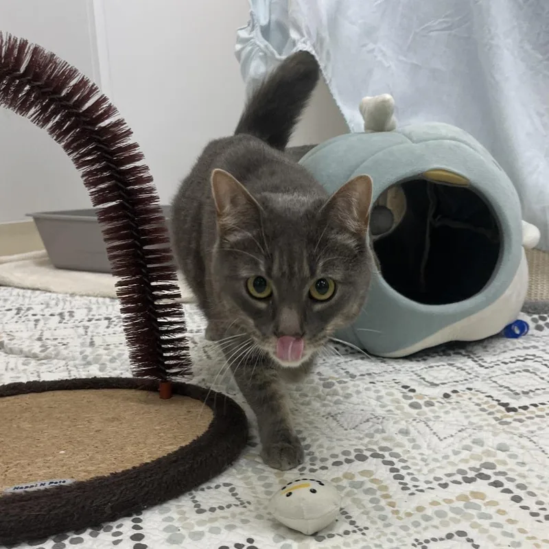 An adult medium-sized female Gray / Blue / Silver Domestic Short Hair cat named Cricket for adoption in Bedford, NH