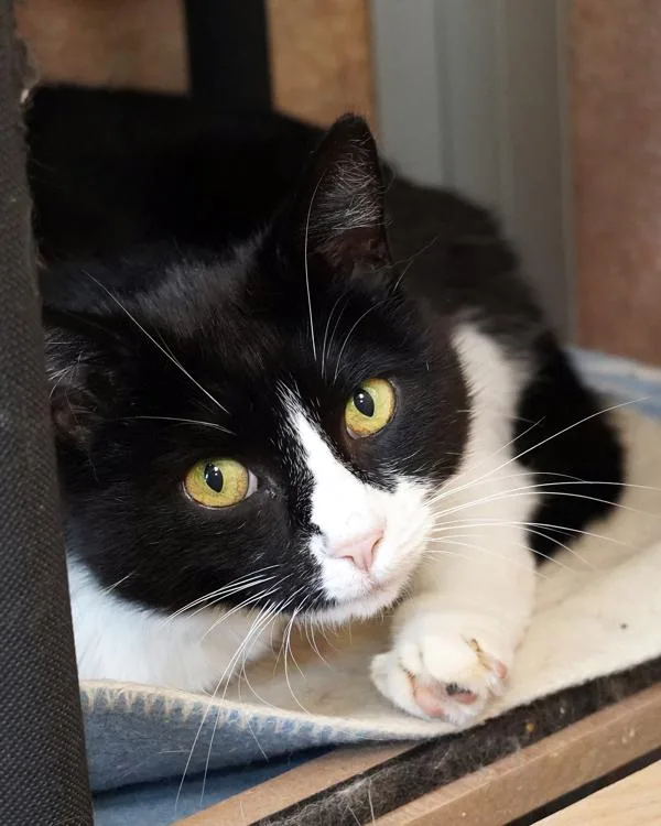 An adult small-sized female Domestic Short Hair cat named Lulu for adoption in Novato, CA