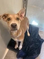 A young medium-sized female Cattle Dog dog named Aurora for adoption in Hamilton, MT