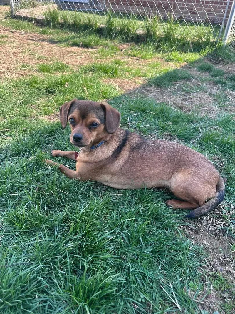 A young small-sized male Terrier dog named Squirt for adoption in Elizabethtown, PA