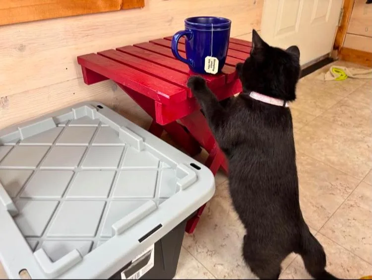 A baby medium-sized female Domestic Short Hair cat named Dart for adoption in St. Ignace, MI