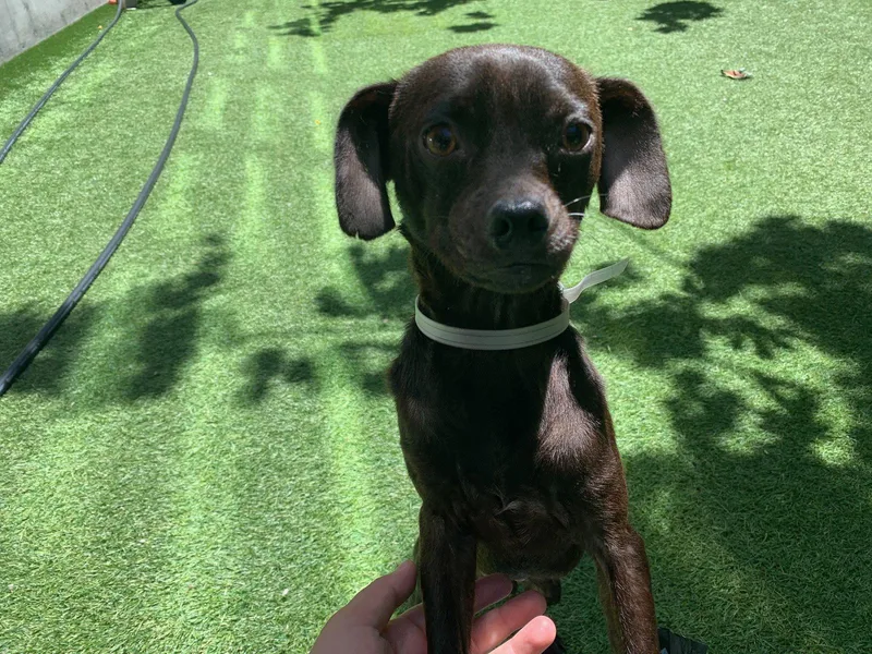 A young small-sized male Chihuahua dog named Roscoe for adoption in Santa Clara, CA