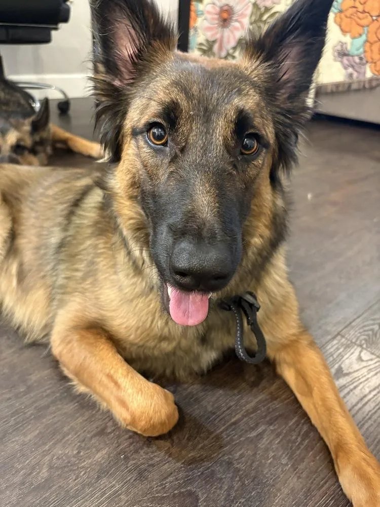 An adult large-sized female Tricolor (Brown, Black, & White) German Shepherd Dog dog named Sasha for adoption