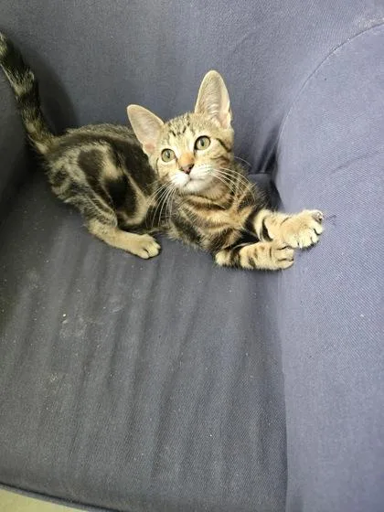 A young small-sized male Domestic Short Hair cat named B Hudson for adoption in North Charleston, SC