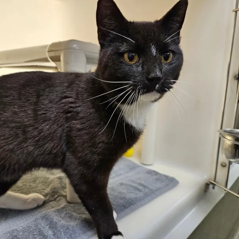 A young medium-sized male Black Domestic Short Hair cat named Prince for adoption in Harrisonburg, VA