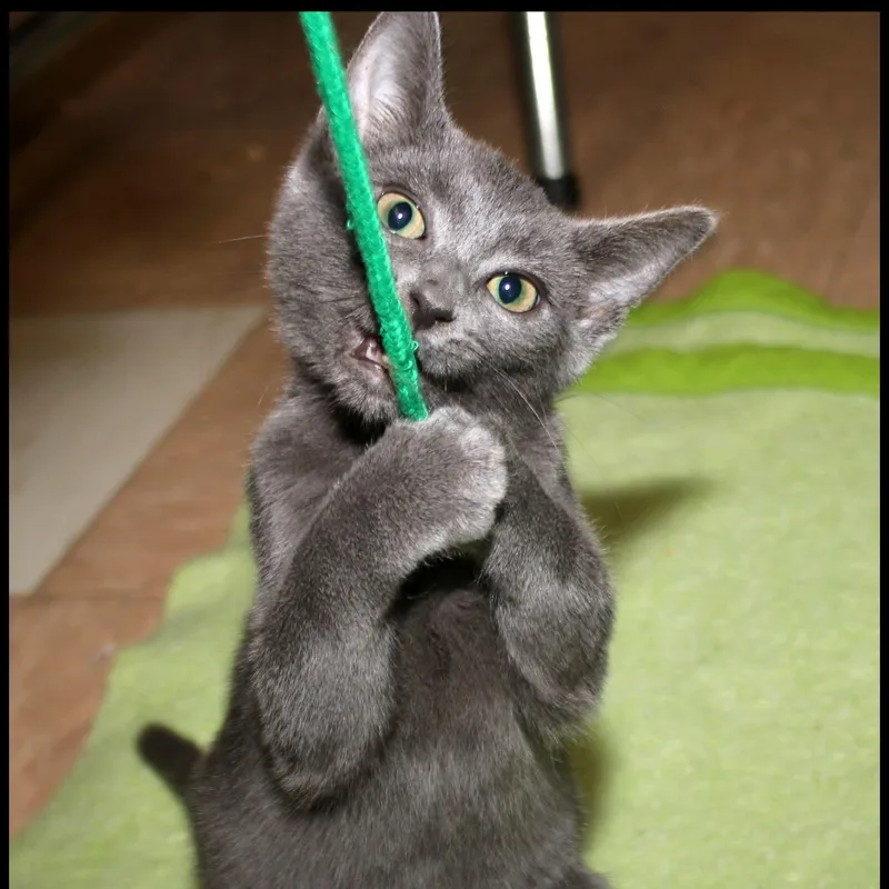 A baby medium-sized female Domestic Short Hair cat named Christina for adoption in Shippenville, PA