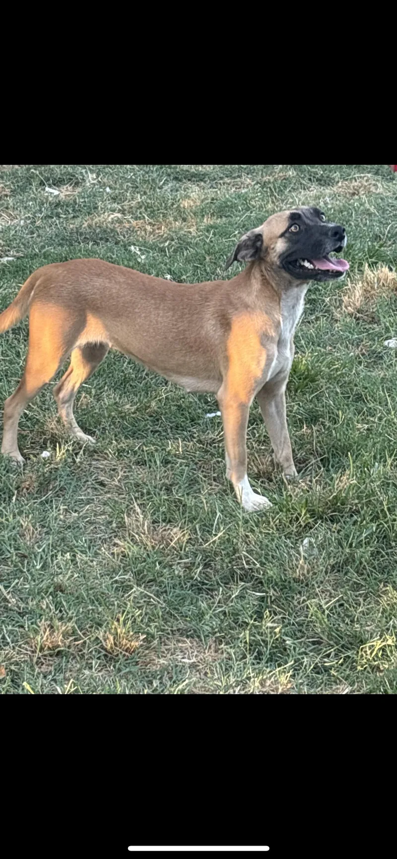 A young small-sized female Terrier dog named Keira for adoption in Hamden, CT