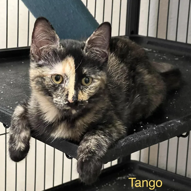 Tango thumbnail 4