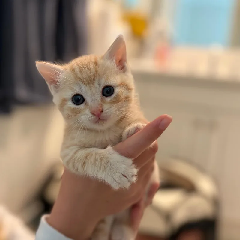 A baby small-sized male Orange / Red Domestic Short Hair cat named Twix for adoption in Tustin, CA