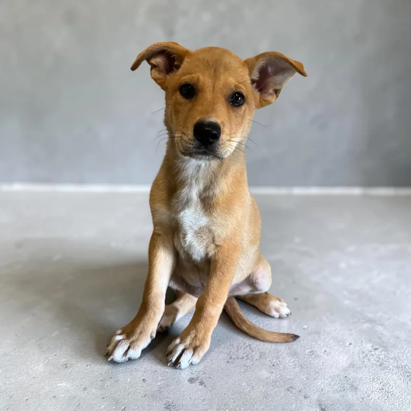 A baby medium-sized female Yellow / Tan / Blond / Fawn Shepherd dog named Piper for adoption in Kenedy, TX