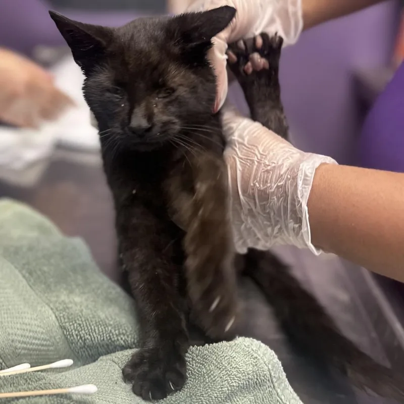 A baby small-sized male Domestic Short Hair cat named Moth Man for adoption in Newark, NJ