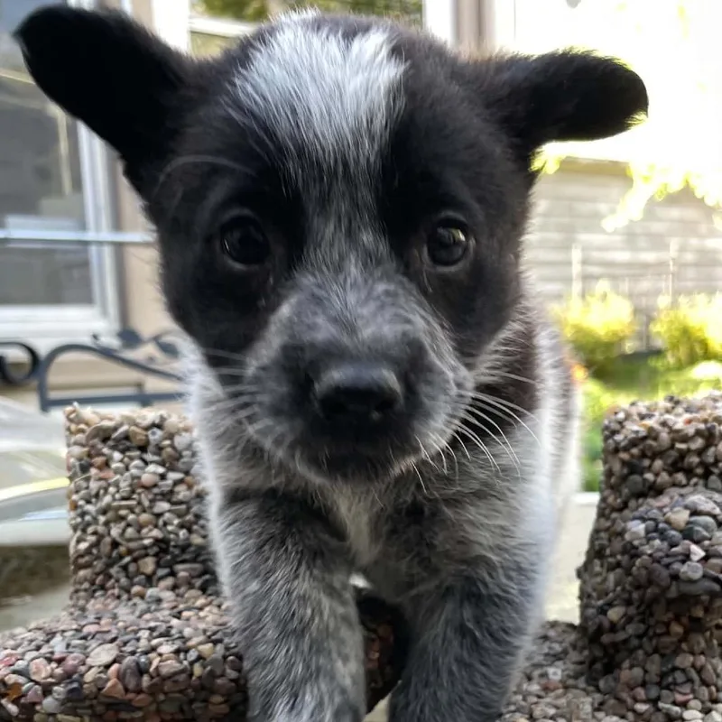 A baby small-sized male Black Mixed Breed dog named Plesiosaurus for adoption in Buffalo, MN