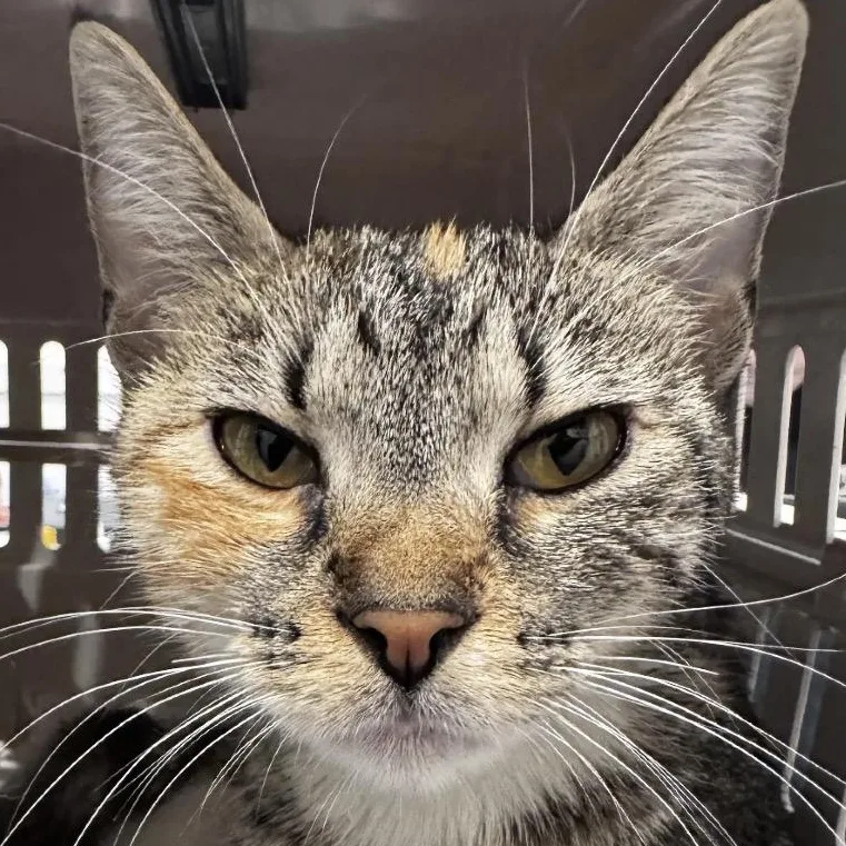 A young medium-sized female Brown / Chocolate Domestic Short Hair cat named Lidia for adoption in Evanston, IL