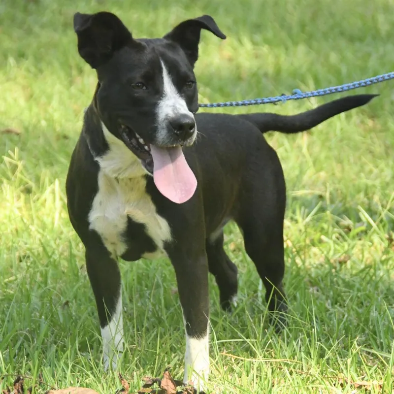 An adult medium-sized female Black Labrador Retriever dog named Rya for adoption in South Elgin, IL