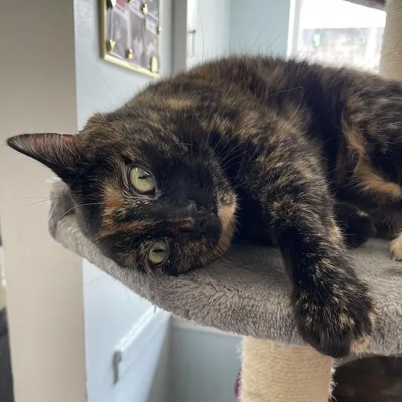An adult large-sized female Tortoiseshell cat named Kaleidoscope for adoption in Chicago, IL