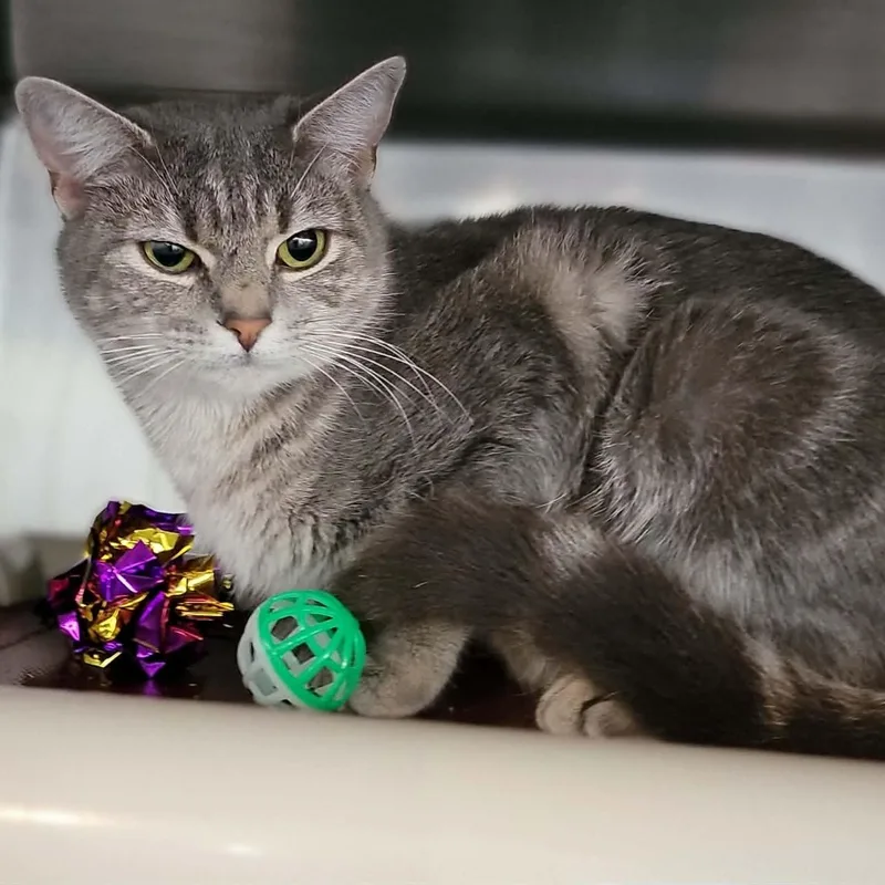An adult medium-sized female Tabby (Gray / Blue / Silver) Domestic Short Hair cat named Misha for adoption in Myrtle Beach, SC