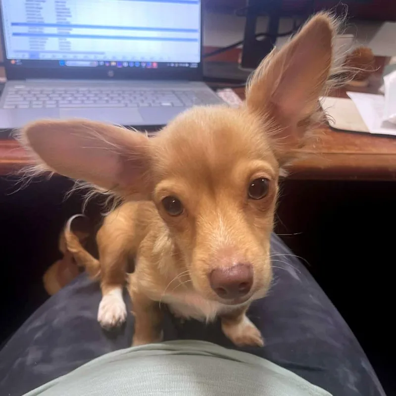 A baby small-sized male Yellow / Tan / Blond / Fawn Dachshund dog named Peanut for adoption in Wichita, KS