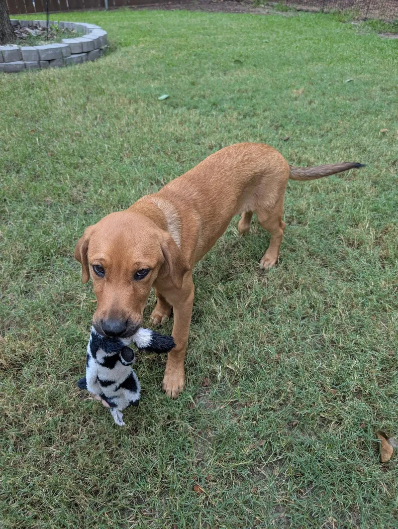 A young large-sized female Black Mouth Cur dog named Willow for adoption in Euless, TX