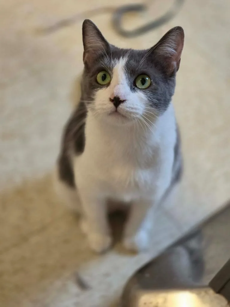 A young medium-sized female Domestic Short Hair cat named Brightney for adoption in Sprakers, NY