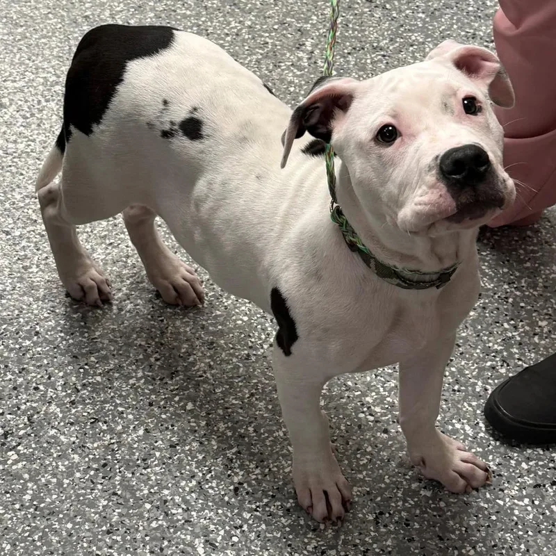 A baby medium-sized male White / Cream Mixed Breed dog named Shark for adoption in Rocky Mount, VA