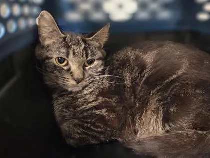 A young medium-sized female Domestic Short Hair cat named Carnelian for adoption in Westland, MI