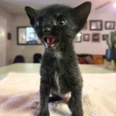 A baby small-sized male Black Domestic Short Hair cat named Cheez Wiz for adoption in West Palm Beach, FL