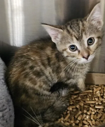 A baby small-sized male Domestic Short Hair cat named Rocky for adoption in Cincinnati, OH