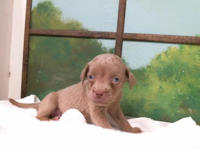 A baby small-sized female Staffordshire Bull Terrier dog named Malia for adoption in Houston, TX