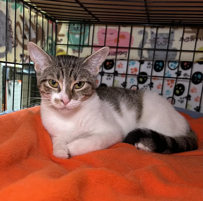 A young medium-sized female Domestic Short Hair cat named Tiramisu for adoption in Blasdell, NY