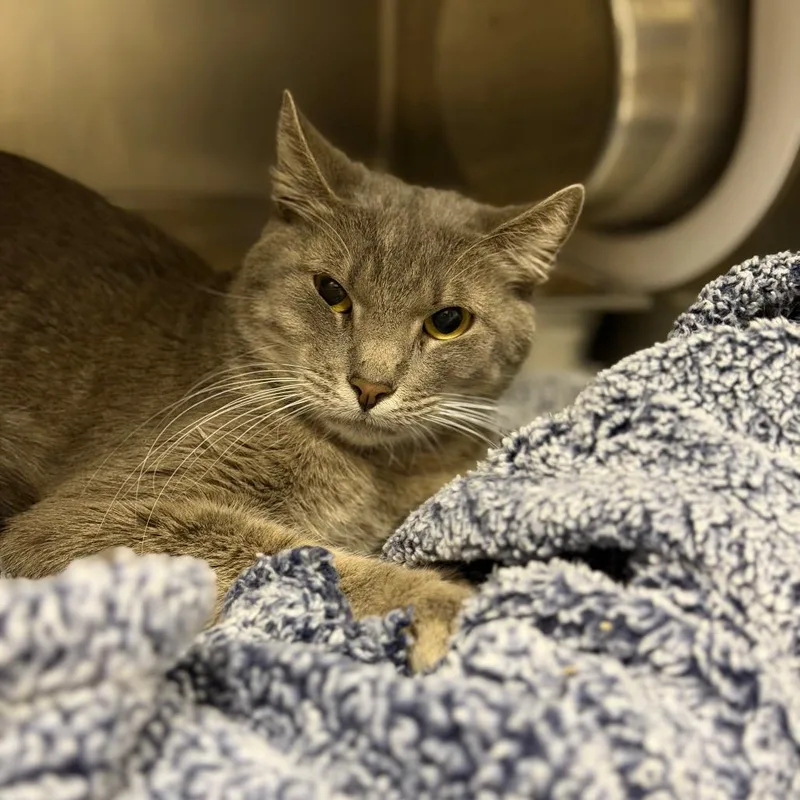 An adult medium-sized male Gray / Blue / Silver Domestic Short Hair cat named Norbot for adoption in Fort Smith, AR